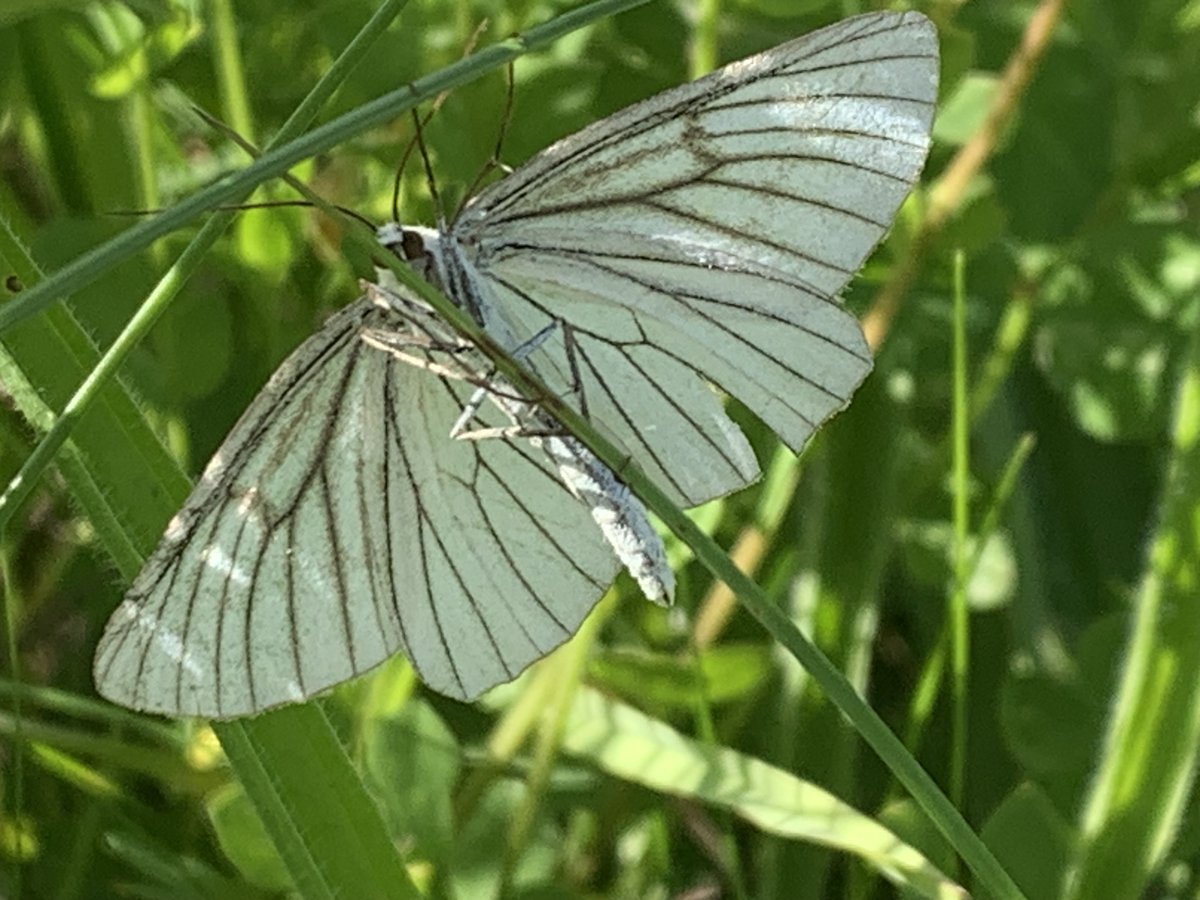kentdowns6's tweet image. Good to find continued presence of Kentish milkwort following new introduction of seedling plants by @speciesrecovery on newly created wildflower grassland. Lace border and black veined moth putting on a show too, as first time records on new sites. Farmers leading nature recov'