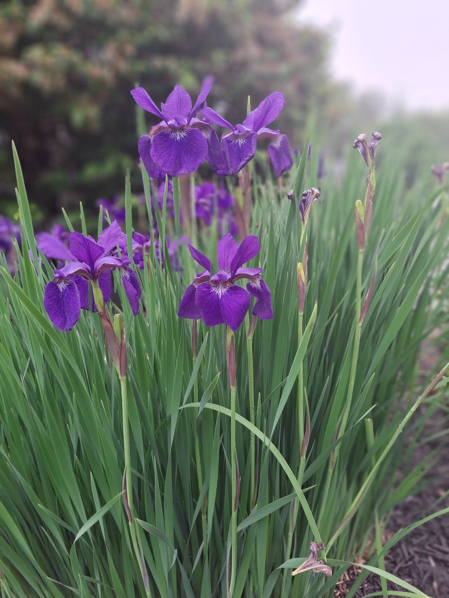 JenniferSertl's tweet image. Every June I am gobsmacked by the Iris ...
Summer #UpstateNY