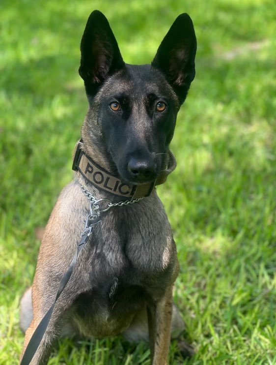 Feliz cumpleaños, K9 Kona! 🐶