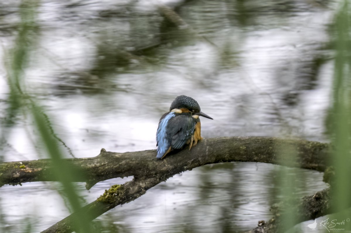 Kyle Smith 🏴 (@jkyles32) on Twitter photo Good view of kingfishers with <a href="/kev07713/">Kev heath</a> and <a href="/Wildwood_photos/">Wildwood Nature Photography (Lee) Ⓥ</a> at <a href="/WWTSlimbridge/">WWT Slimbridge</a> yesterday - <a href="/BirdGuides/">BirdGuides</a> <a href="/_BTO/">BTO</a>. Good view of kingfishers with <a href="/kev07713/">Kev heath</a> and <a href="/Wildwood_photos/">Wildwood Nature Photography (Lee) Ⓥ</a> at <a href="/WWTSlimbridge/">WWT Slimbridge</a> yesterday - <a href="/BirdGuides/">BirdGuides</a> <a href="/_BTO/">BTO</a>.