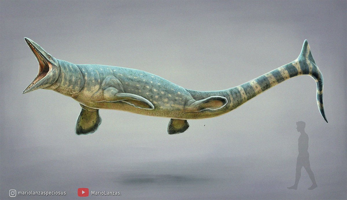 TANIWHASAURUS, from the ✨new video✨: (youtube.com/watch?v=KGhcTc…) I just released on Mosasaurs and relatives #taniwhasaurus #paleoart #mosasauridae #marinereptile