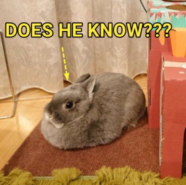 RabbitEveryHour's tweet image. 