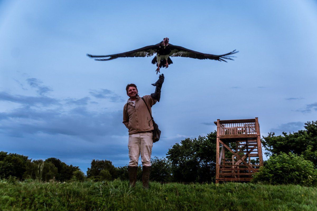PlaneRichie (@plane_richie) on Twitter photo ‘Launching’ the White Headed Vulture <a href="/HawkConservancy/">Hawk Conservancy Trust</a> last night … definitely a case of if you see it flying straight at you MOVE QUICKLY! ‘Launching’ the White Headed Vulture <a href="/HawkConservancy/">Hawk Conservancy Trust</a> last night … definitely a case of if you see it flying straight at you MOVE QUICKLY!