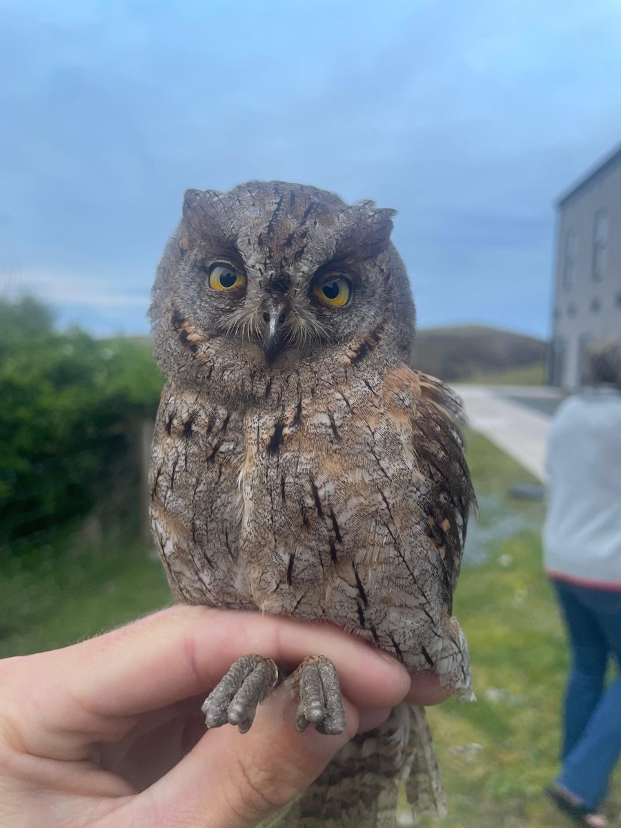 Luke Marriner (@lukemarriner_1) on Twitter photo Holy shiiittttt SCOPS OWL <a href="/FI_Obs/">Fair Isle Bird Observatory</a> another <a href="/AlexPenn_1/">Alex Penn</a> special. This spring just gets better !!!! <a href="/BirdGuides/">BirdGuides</a> Holy shiiittttt SCOPS OWL <a href="/FI_Obs/">Fair Isle Bird Observatory</a> another <a href="/AlexPenn_1/">Alex Penn</a> special. This spring just gets better !!!! <a href="/BirdGuides/">BirdGuides</a>