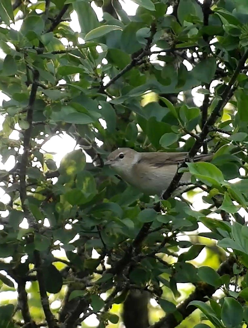 Garden Warbler in Westmeath yesterday. One of only 3 sites in Ireland to see them. At least 3, probably 4 present