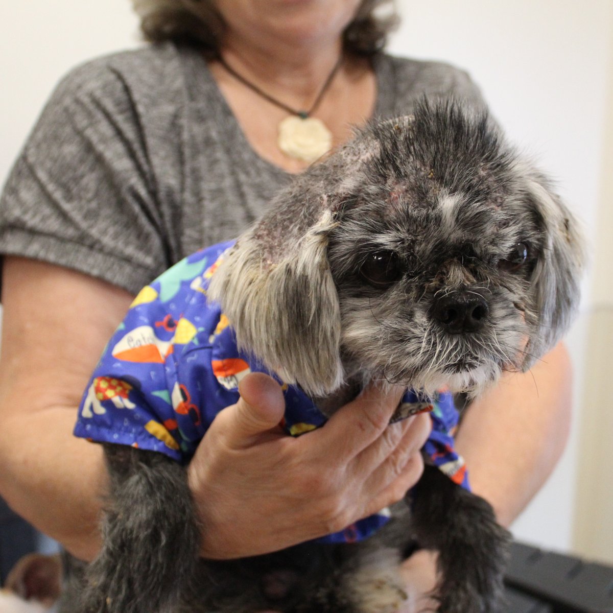 HoustonSPCA's tweet image. When our ambulance team found Frankie, he was suffering from severe mange and in urgent need of care. 🐾 Thanks to fast action and a loving foster family, Frankie is healing and already growing back his coat! 💙

Become a foster parent today: houstonspca.org/foster

#FosterCare