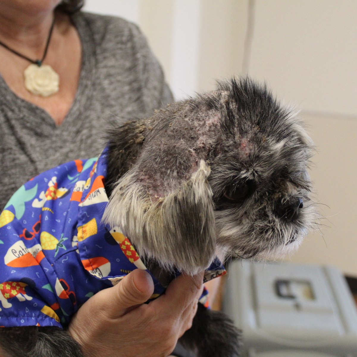 HoustonSPCA's tweet image. When our ambulance team found Frankie, he was suffering from severe mange and in urgent need of care. 🐾 Thanks to fast action and a loving foster family, Frankie is healing and already growing back his coat! 💙

Become a foster parent today: houstonspca.org/foster

#FosterCare