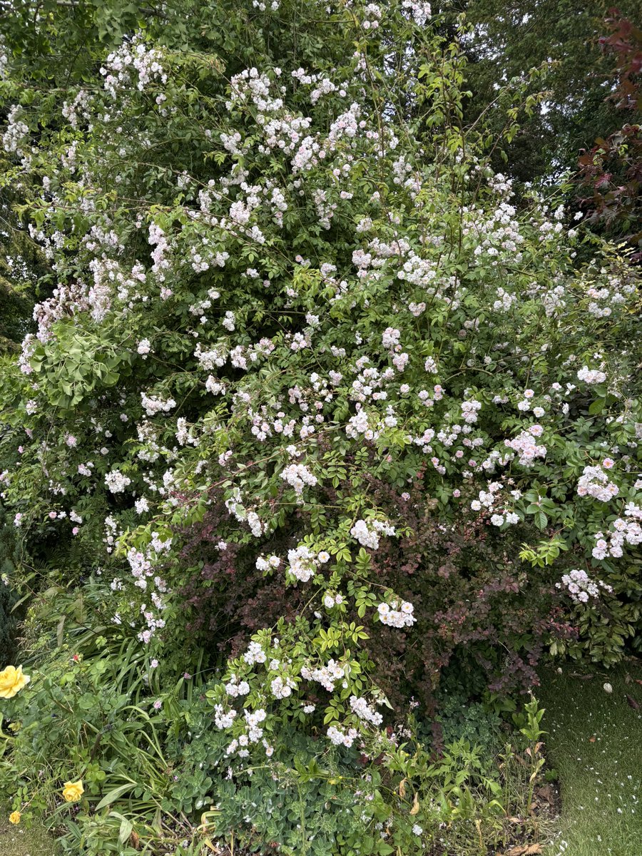 Last night I ate some oyster mushrooms. At 3am, my body decided it would rather I hadn’t. I shan’t go into details but my sanitary ware was involved. Today, I feel extremely delicate, but am very glad I made it to a friend’s house for a fantastic home concert. And what a garden!
