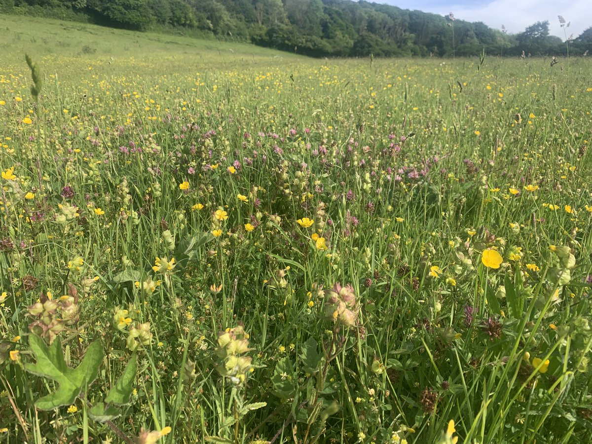 kentdowns6's tweet image. Great to join @KentBatGroup on serotine roost counts in our east kent downs project area. Good serotine numbers & new roost discoveries showing healthy abundance of large flying insects - testament to the multiple gains of farmers creating insect rich habitats at landscape scale