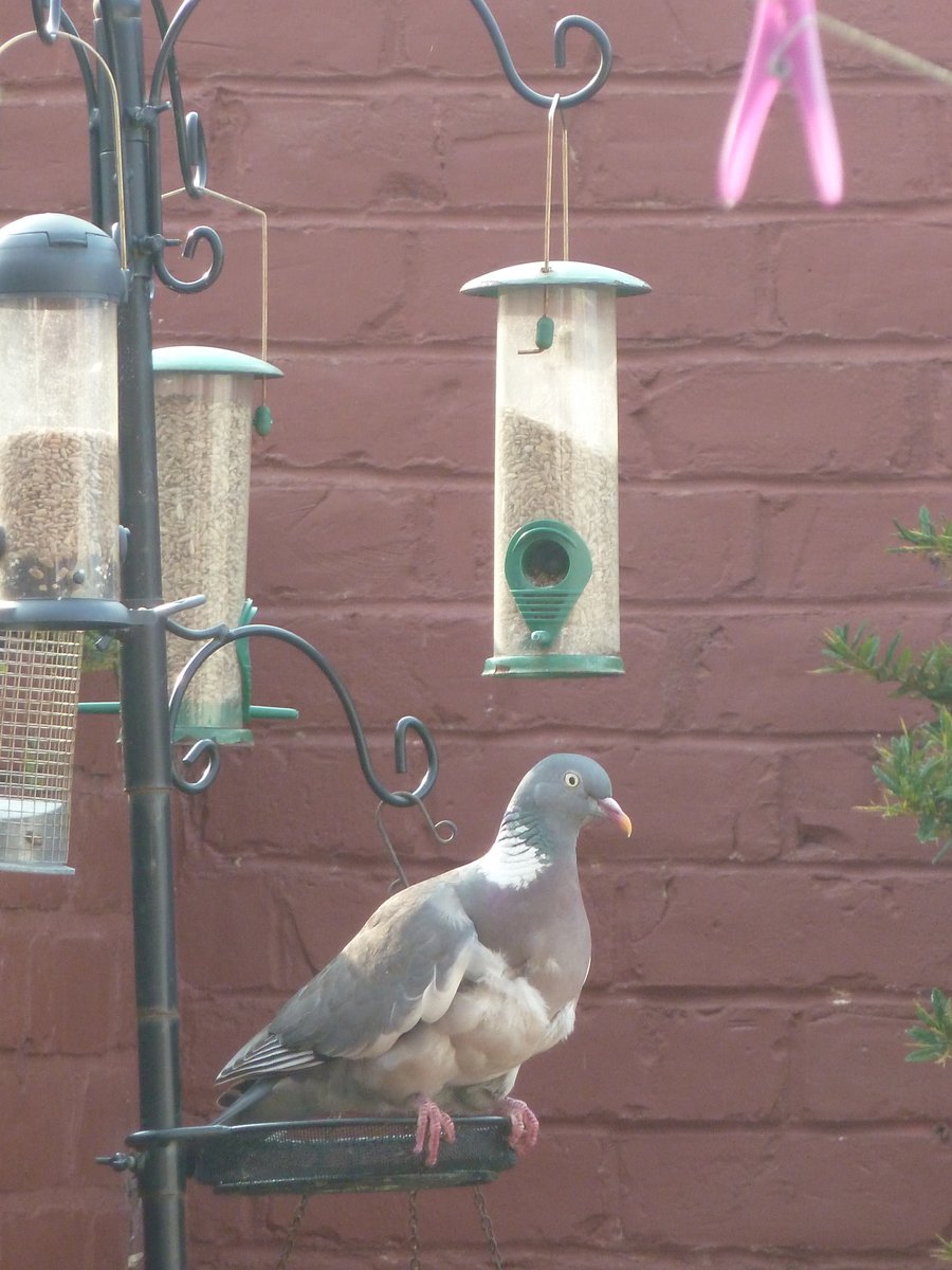 5472_nde's tweet image. We dont get much #birdlife in our backyard, but this Woodpigeon has learned how to get sunflower hearts out of the feeder. @Natures_Voice #backyardbirding #birds #nature #northeastbirds #birdwatching #garden