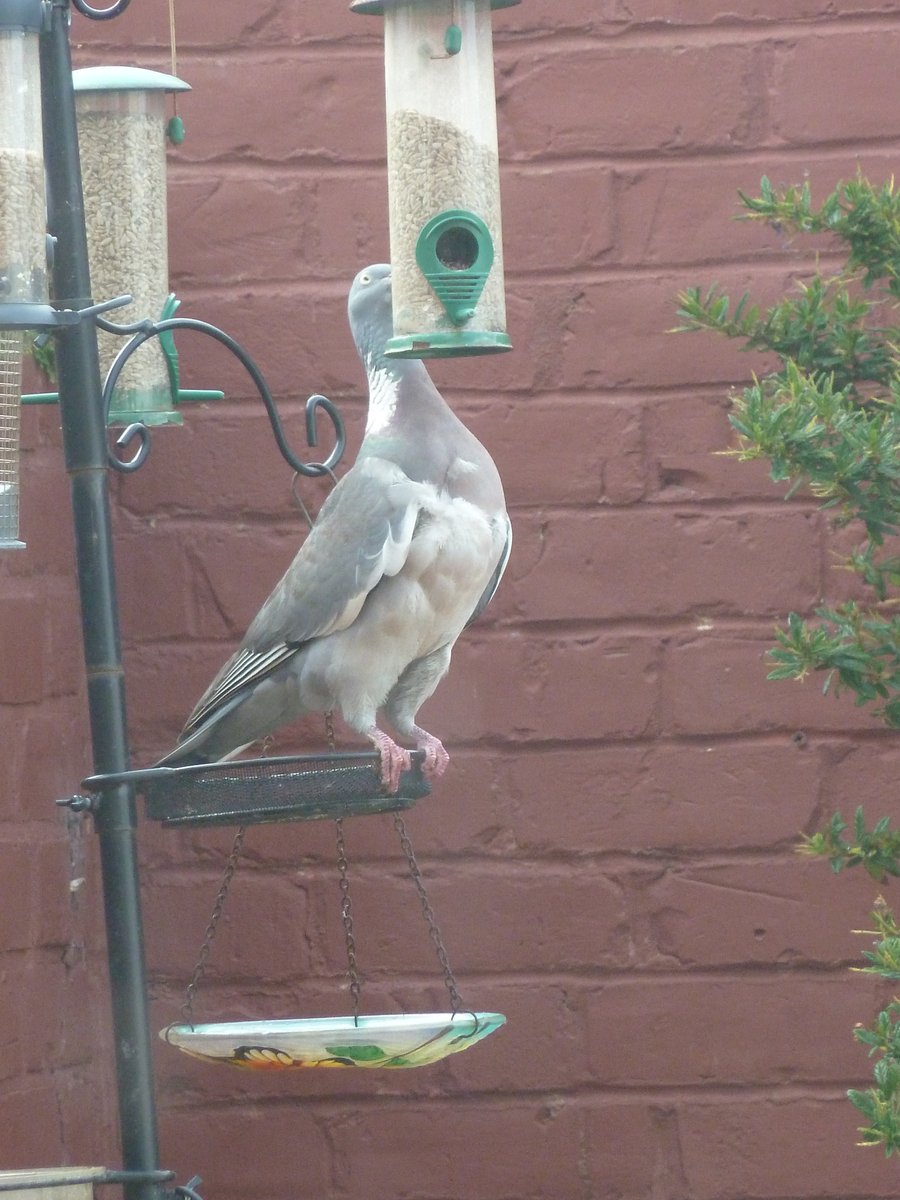 5472_nde's tweet image. We dont get much #birdlife in our backyard, but this Woodpigeon has learned how to get sunflower hearts out of the feeder. @Natures_Voice #backyardbirding #birds #nature #northeastbirds #birdwatching #garden