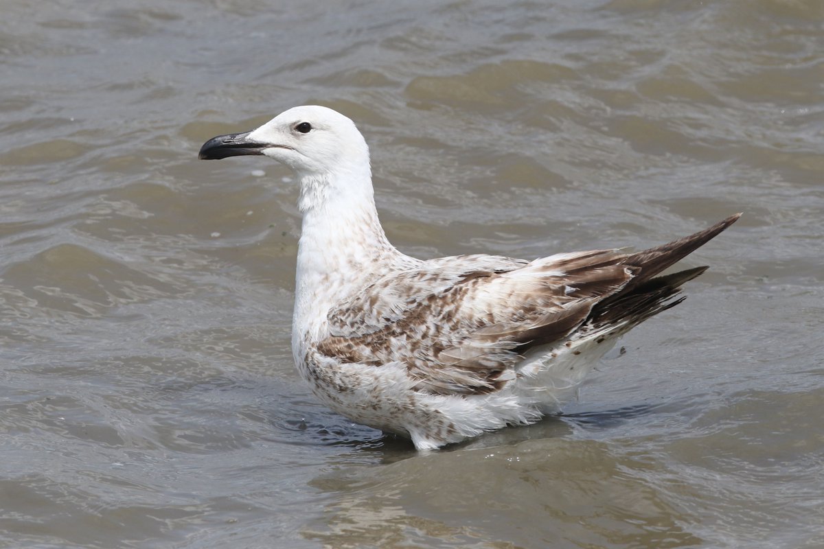 1st-summer Caspian Gull at Crossness this a'noon. This beast of a male was calling frequently, including the begging call a year on since its birth! Looking typically battered plumage wise given the time of year. #londonbirds
