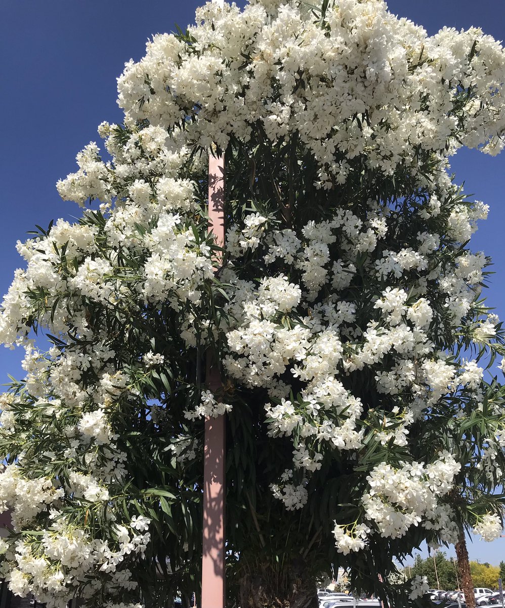 A #beautifultree I saw in a parking lot.  Please #like and #repost. #cutenessoverload 🥰