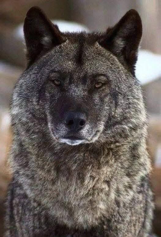 Le #loup ne mange jamais de cadavres, ni d'animaux, ni de gens ; il passe toute sa vie avec un seul partenaire, il ne s'accouple pas avec sa mère ou sa sœur ; c'est un animal monogame, il ne trompe pas. Si un partenaire meurt, le loup reste seul ; il connaît bien ses jeunes :