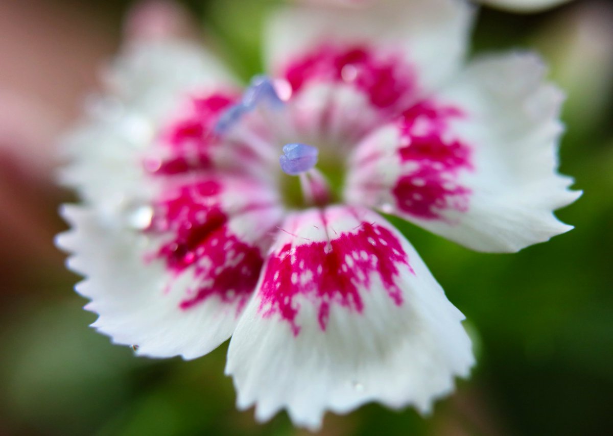 NickDesnoyer's tweet image. Found two of natures best flower designs today:
Dianthus barbatus (left), Saxifraga umbrosa (right)