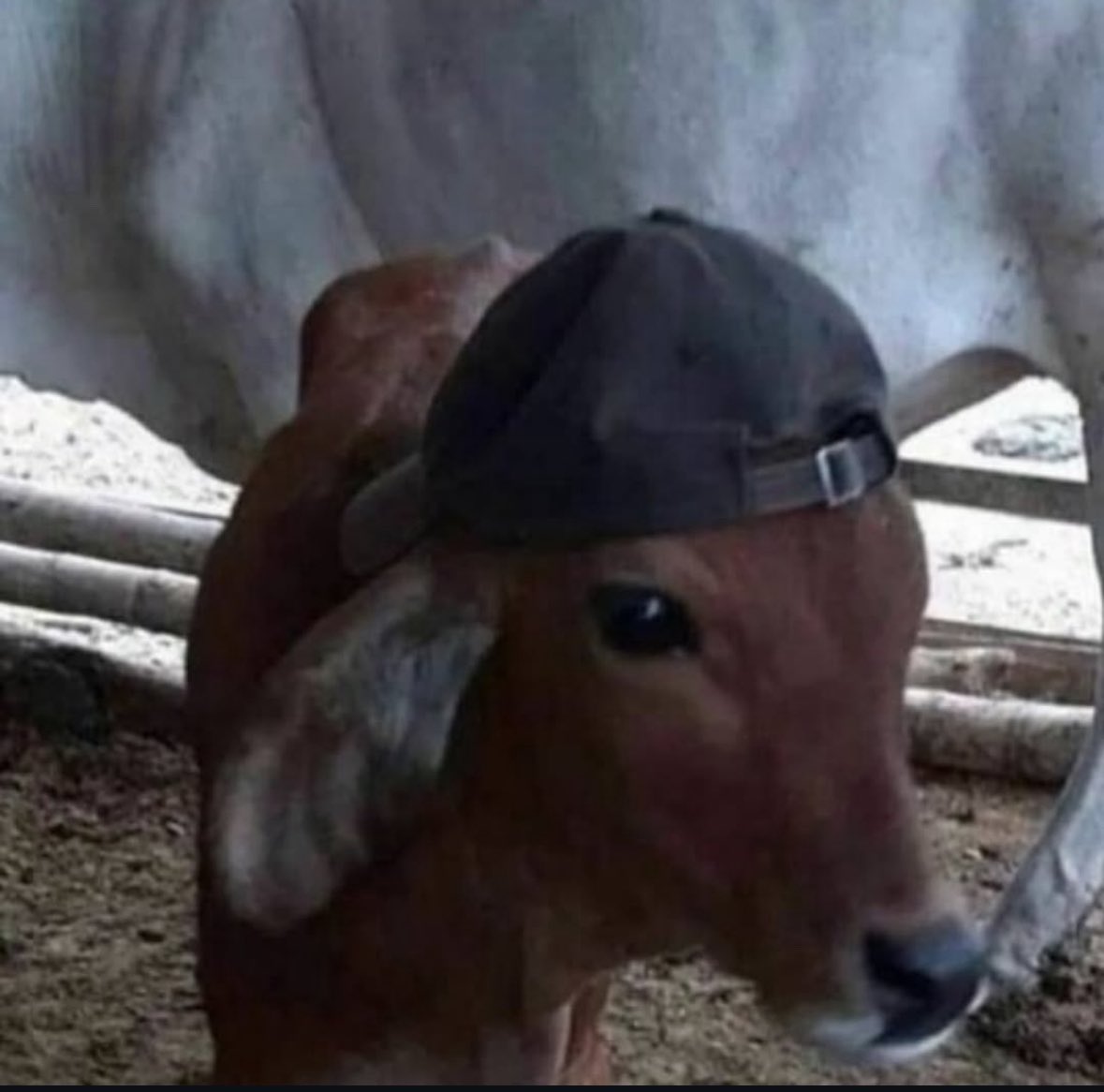 💖 (@twaniimals) on Twitter photo 