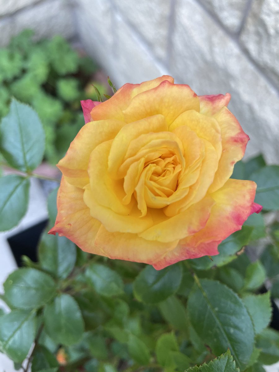 Faznislam's tweet photo. @GWmag Roses are looking stunning ❤️. https://t.co/OlsENwooTe