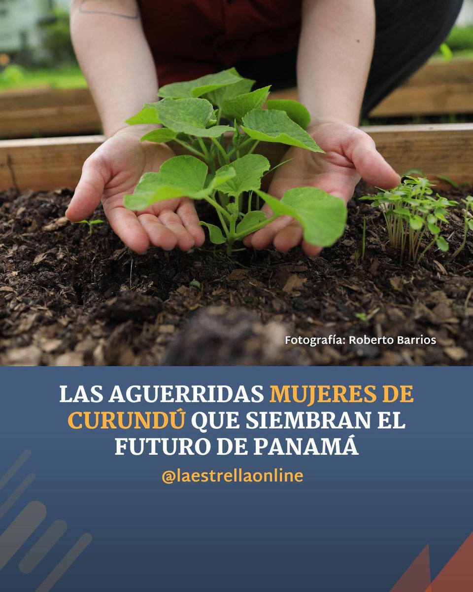 🌿 En medio de la violencia en Curundú, florece un proyecto de mujeres que siembran esperanza.
👩🏽‍🌾 Talleres, huertos, salud mental y liderazgo para 35 mujeres y sus familias.
🎒 En la Escuela Fe y Alegría se cultiva el futuro de la comunidad.
📎 Lee más: buff.ly/14Z7pym