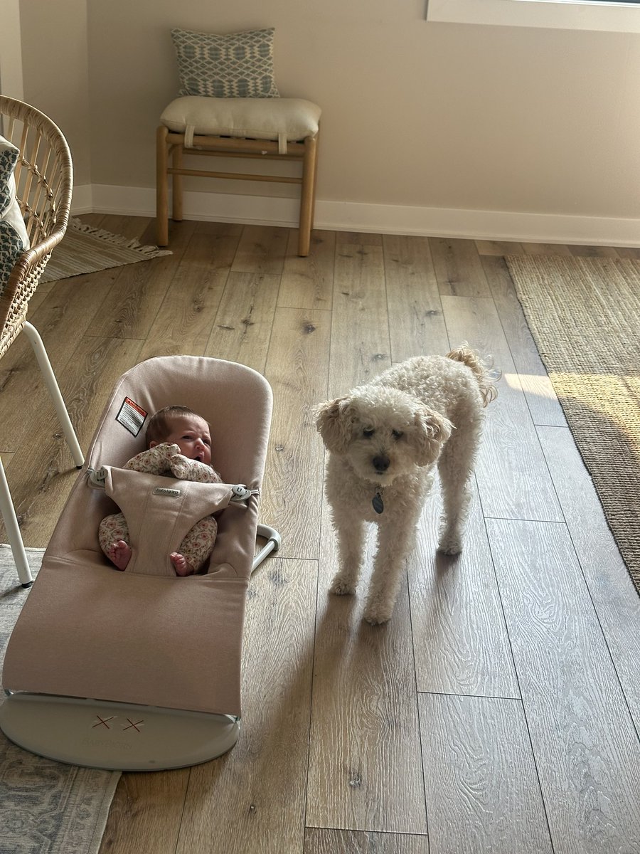 Chat, meet Felicity. Already an absolute unit. 

(Groot’s coming around to her.)