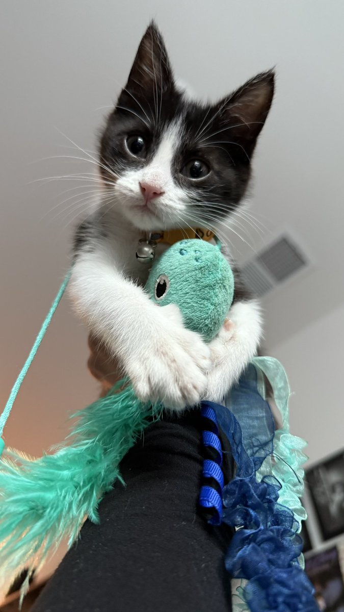Dtobin1912's tweet photo. @benwright Random but I work at GEODIS and I ended up rescuing the lil guy! His name is Leo and he’s thriving! https://t.co/mY9sJLhhr2