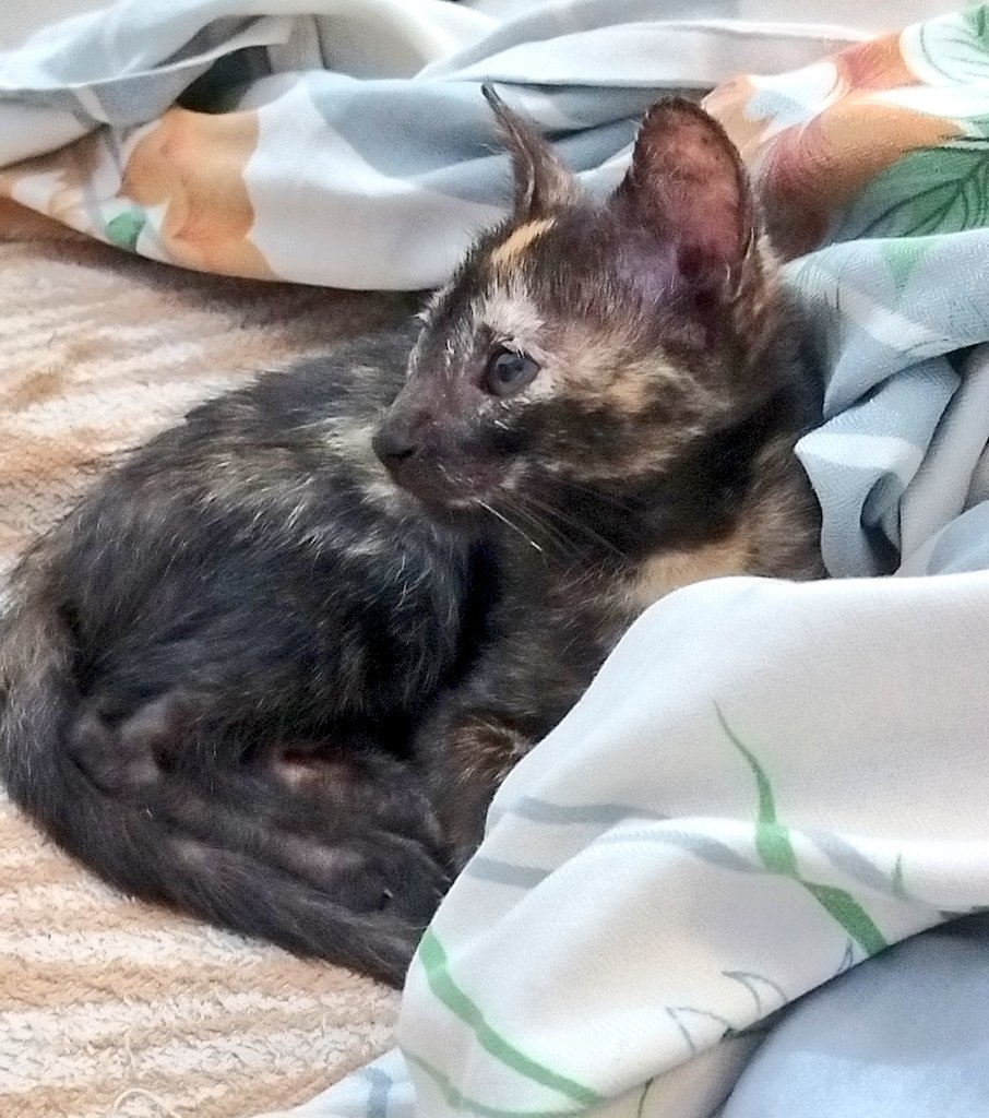 does any1 wanna adopt a 1.5 month old kitty? 🥹

she’s super playful &amp; snuggly. vaccinated for rabies. spaying costs will be covered when she’s old enough

adorable &amp; very friendly 🥺 it’s kinda urgent so pls dm if interested

retweets are appreciated. pls pass it on. thank u🙏🏾