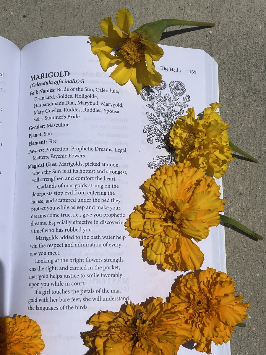 excerpt from the Encyclopedia of Magical Herbs 🌿