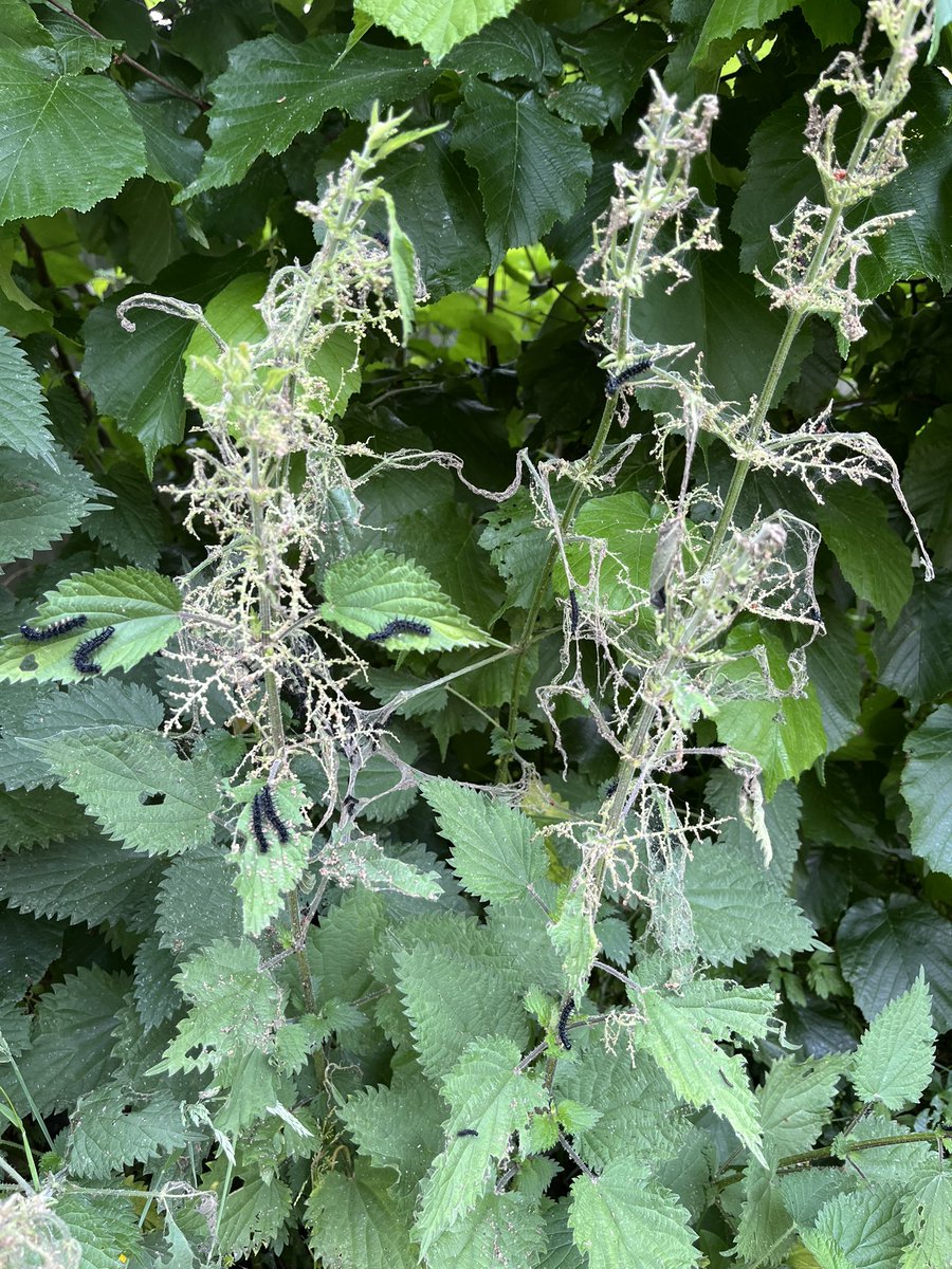Pleased to say they are all doing well! The shelter from the hazel probably helped in the heavy rain too!