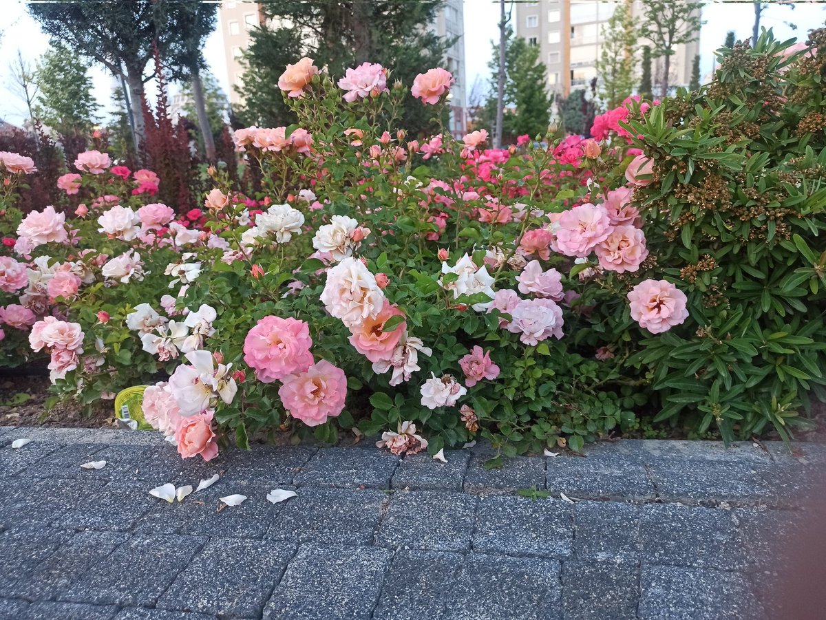 "Saçma ey göz eşkden gönlümdeki odlara su,
Kim bu denlü dutuşan odlara kılmaz çâre su"
-Fuzuli