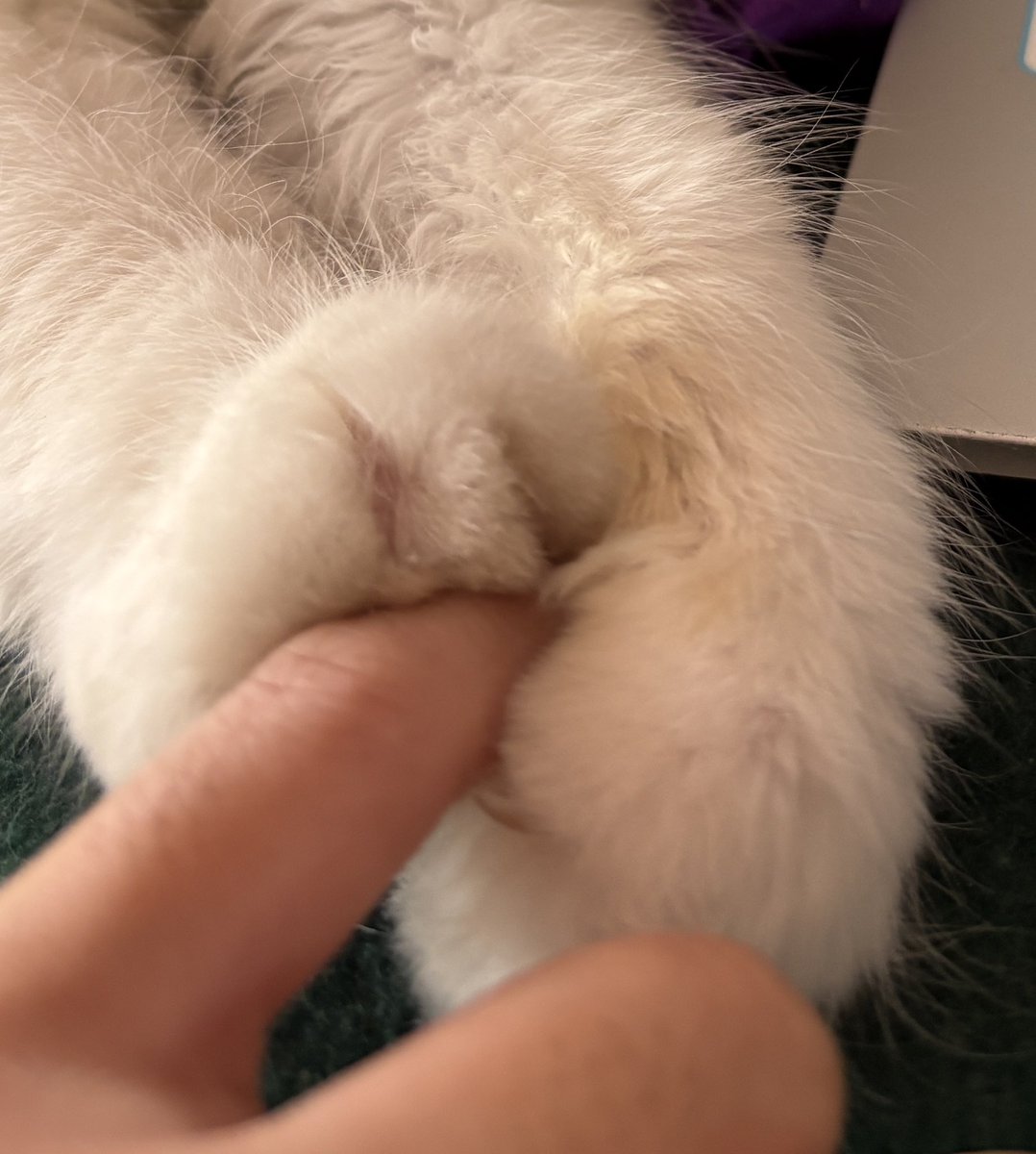 lizakithan's tweet photo. Purr-y love 🤍

#CatsLover #CatsOfTwitter https://t.co/2hpR3p2B3E