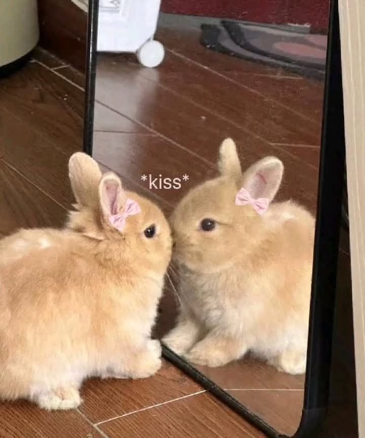 Rabbit Lovers Community USA (@rabbitloversusa) on Twitter photo 