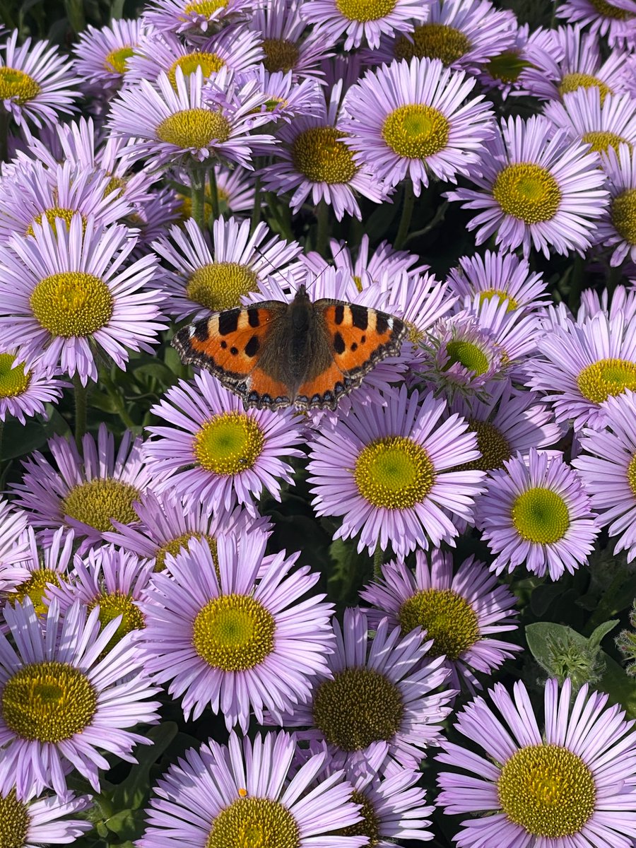 JonGibbsPhoto's tweet image. Classic cars and a small tortoiseshell 🦋, from today at Sheringham