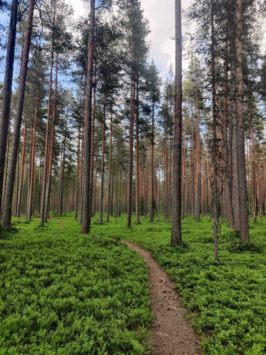 Kauppareissulla🌳. Tätä on myös #kaupunkipyöräily. Ymmärrän, jos et sitä ihan uskoisi.