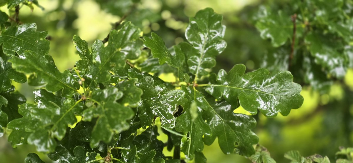 Louise Pennington FCCT (She/Her) (@pdlouisep) on Twitter photo Wet but green #30DaysWild walk earlier...before a 4 hour drive to Oxford for work tomorrow! <a href="/MartynReah/">Martyn Reah</a> <a href="/KyrstieStubbs/">TheTattooedHeadteacher Deputy CEO 🏳️🌈✊🏾she/her</a> <a href="/DavidNautilus1/">David@Nautilus</a> <a href="/zeph_bennett/">Zeph Bennett</a> <a href="/A_mcgeeney/">Anthony McGeeney</a> <a href="/anneg45738105/">anne g</a> <a href="/SatwantBee/">Satwant Bee</a> <a href="/Anthony64261623/">Anthony Martin💙</a> <a href="/lymden79/">Mr O. Williams</a> <a href="/MossdaleWell/">Mossdale Wellbeing</a> <a href="/joanne_jobutts/">Joanne Butterworth MCCT 💙</a> Wet but green #30DaysWild walk earlier...before a 4 hour drive to Oxford for work tomorrow! <a href="/MartynReah/">Martyn Reah</a> <a href="/KyrstieStubbs/">TheTattooedHeadteacher Deputy CEO 🏳️🌈✊🏾she/her</a> <a href="/DavidNautilus1/">David@Nautilus</a> <a href="/zeph_bennett/">Zeph Bennett</a> <a href="/A_mcgeeney/">Anthony McGeeney</a> <a href="/anneg45738105/">anne g</a> <a href="/SatwantBee/">Satwant Bee</a> <a href="/Anthony64261623/">Anthony Martin💙</a> <a href="/lymden79/">Mr O. Williams</a> <a href="/MossdaleWell/">Mossdale Wellbeing</a> <a href="/joanne_jobutts/">Joanne Butterworth MCCT 💙</a>