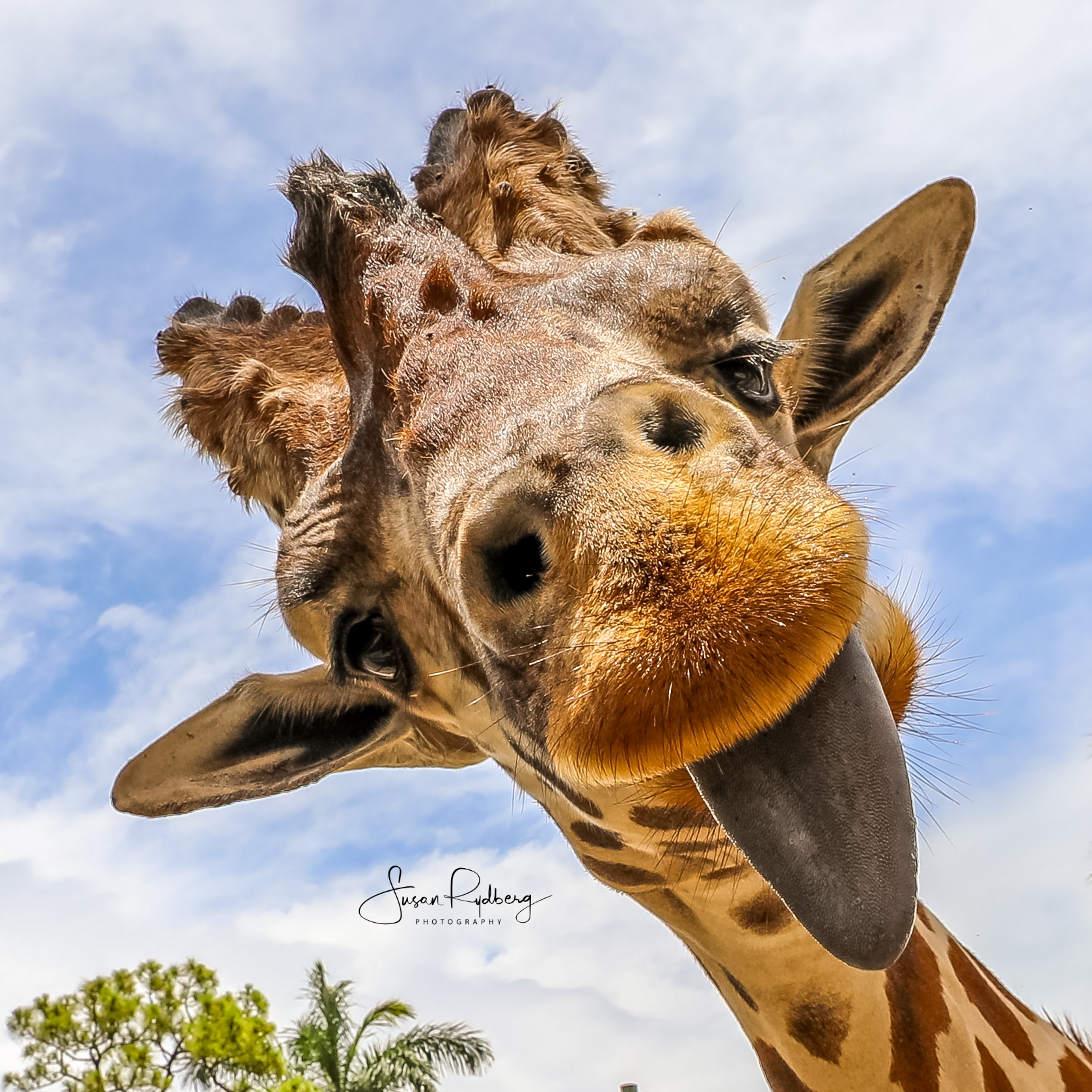 Zoo Funny Giraffe Videos GIRAFFE TONGUE Feeding The Giraffes From