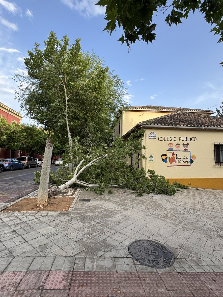 Miguelcs75's tweet photo. Con la #tormenta se ha caído un árbol en el Triunfo https://t.co/H3l4tcujdy