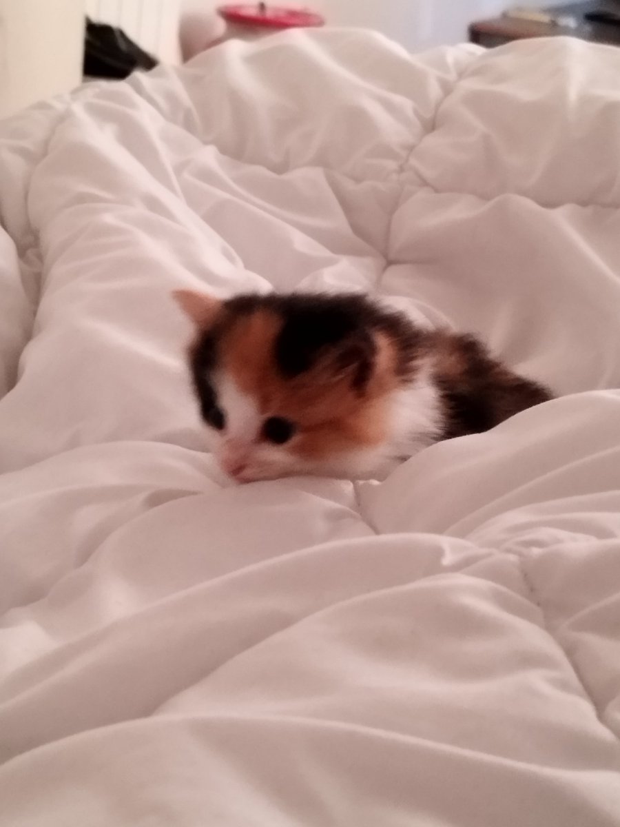 Mokett_'s tweet photo. Smoll https://t.co/etAJKtrWSw