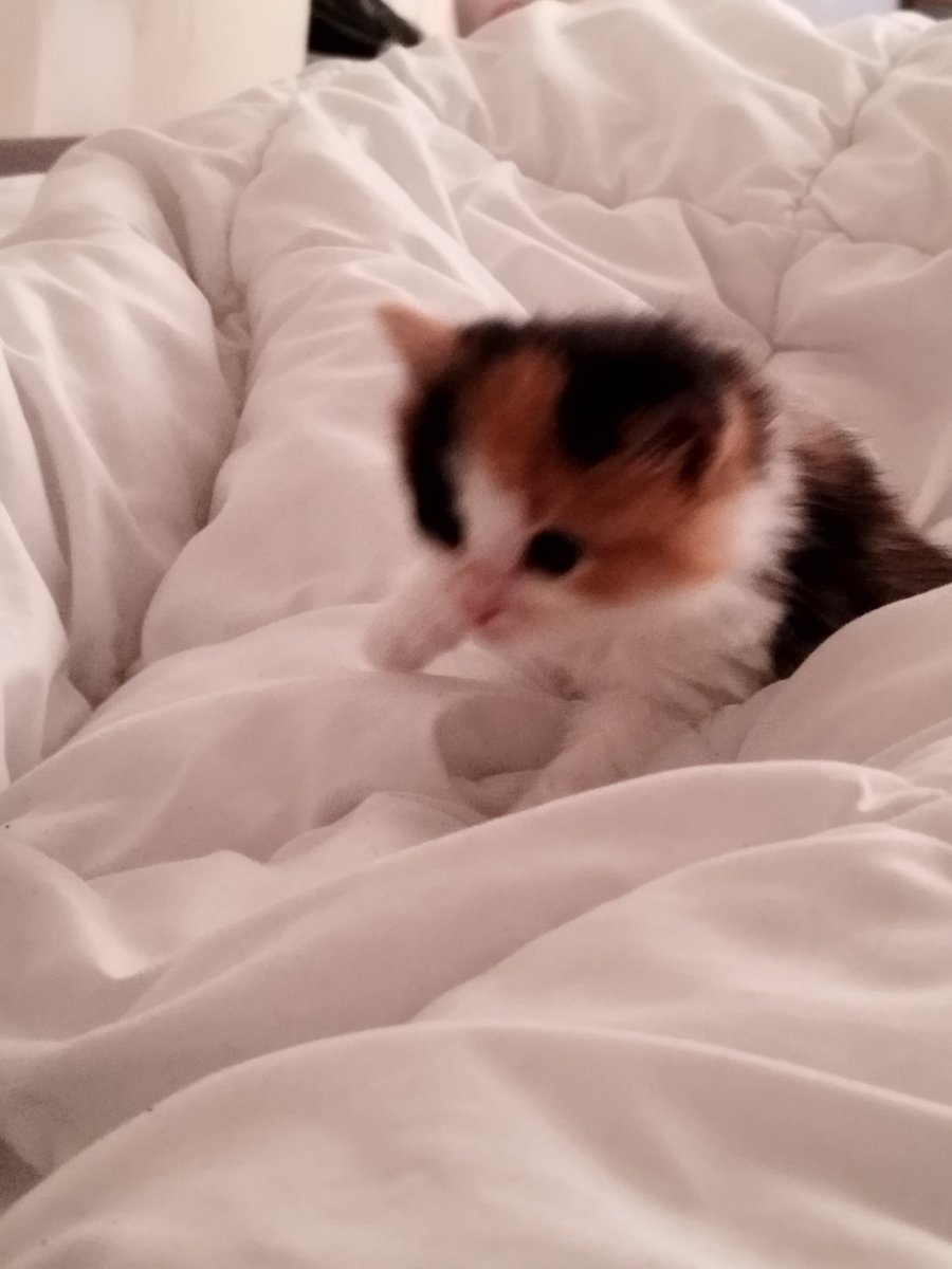 Mokett_'s tweet photo. Smoll https://t.co/etAJKtrWSw