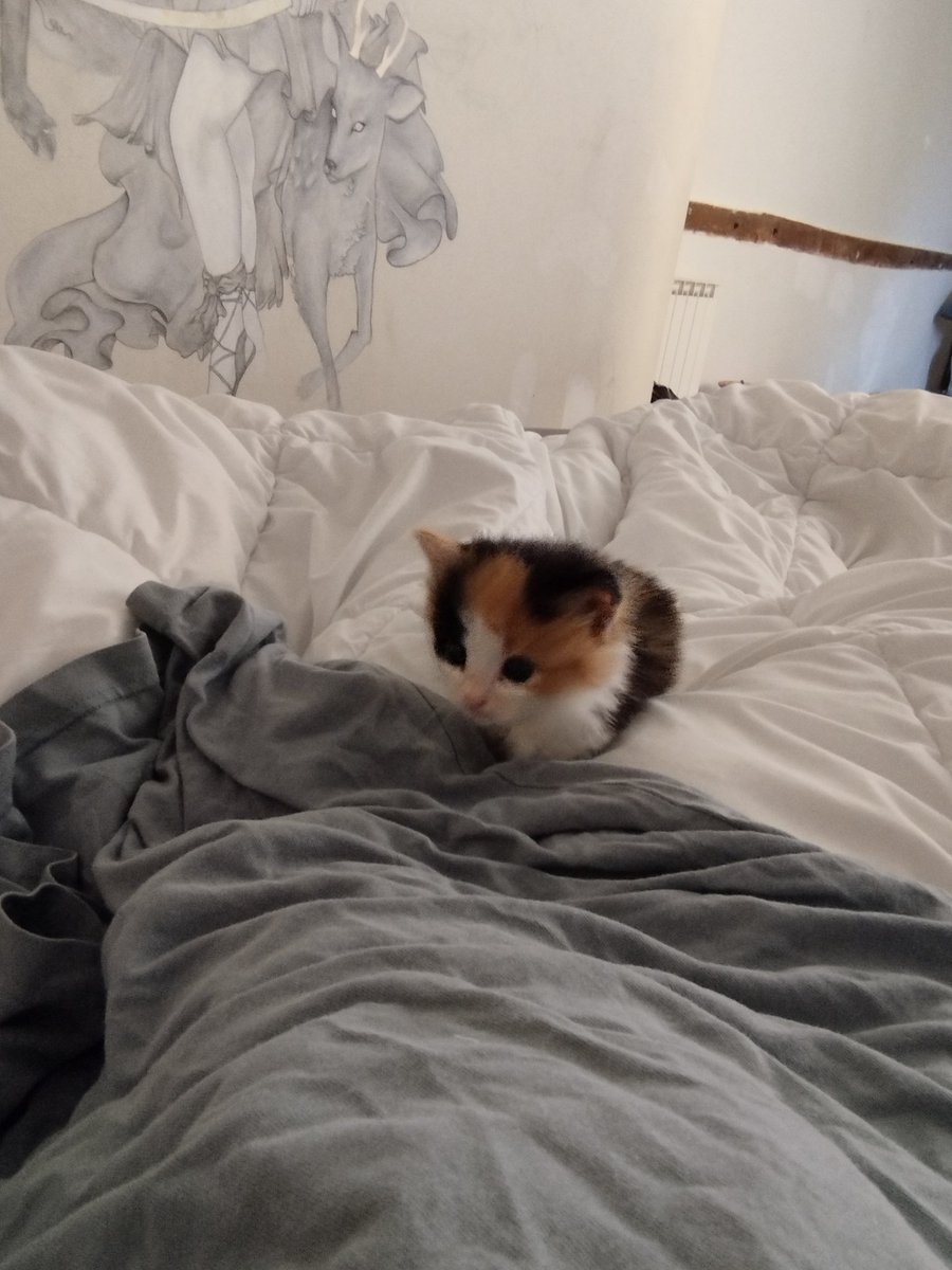 Mokett_'s tweet photo. Smoll https://t.co/etAJKtrWSw