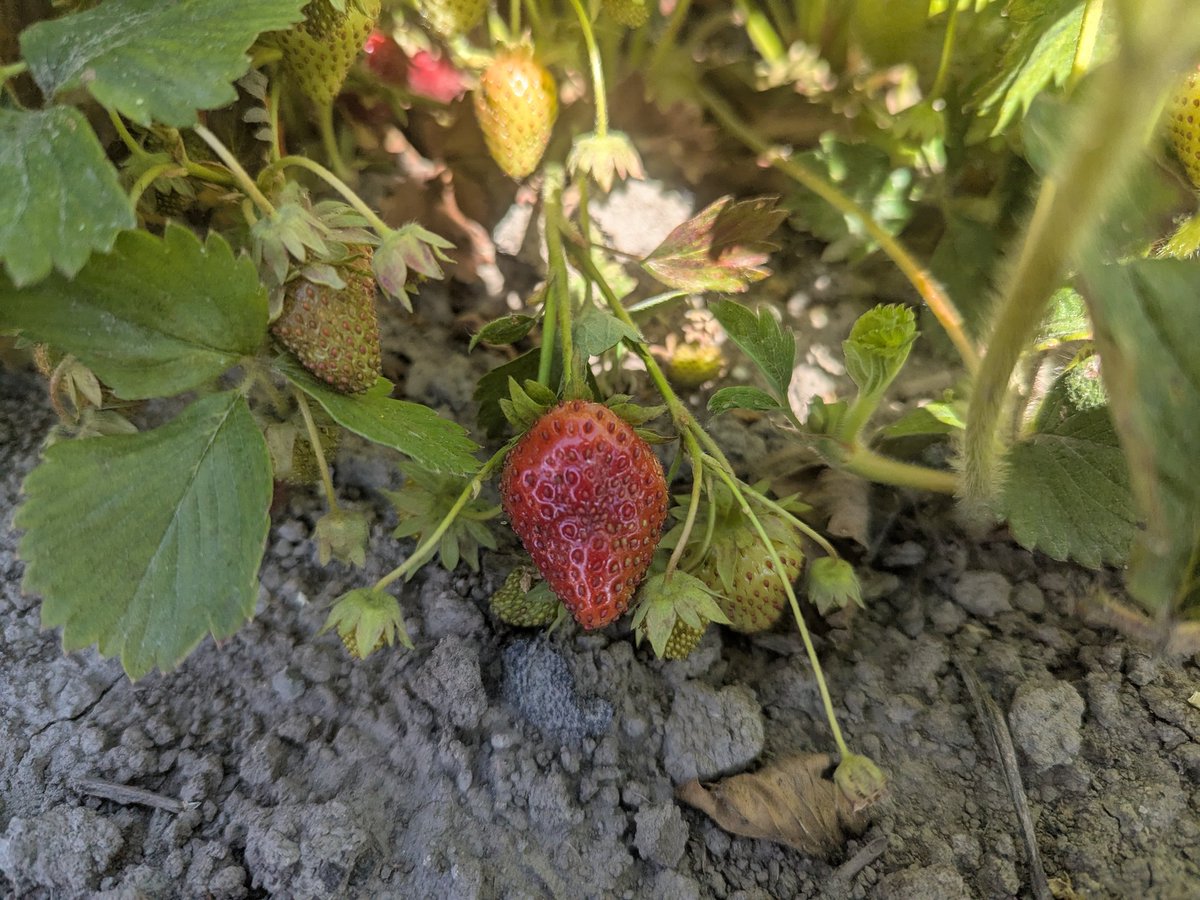 Zhiting Xu tweet media