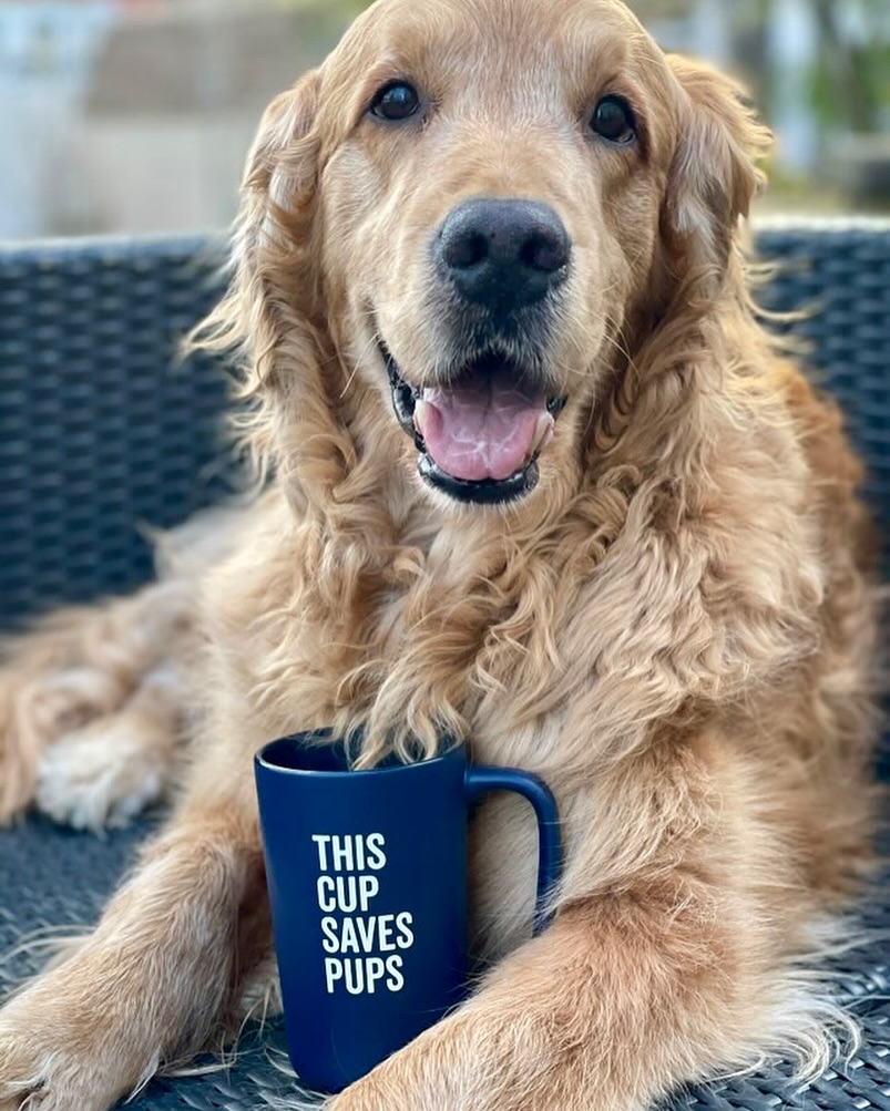 When you remember that you’re a pup and Sunday Scaries are strictly a human issue 🐶🎉✌️📸: @threegoldiesonepyr