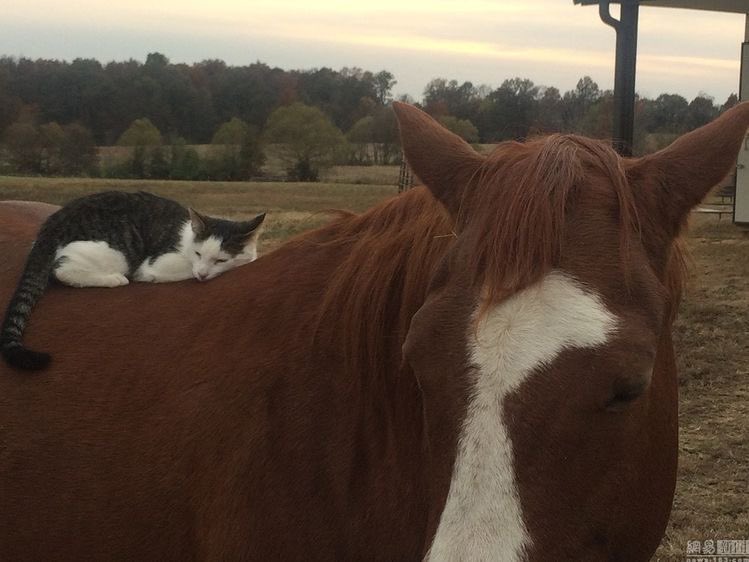 horse letting cat friend rest on its back snoozing napping together barn buddies