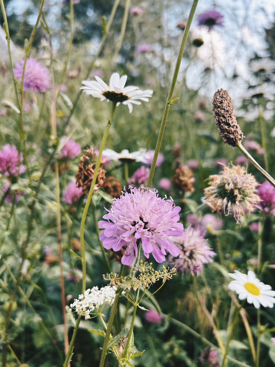 Junio en el valle de Benasque