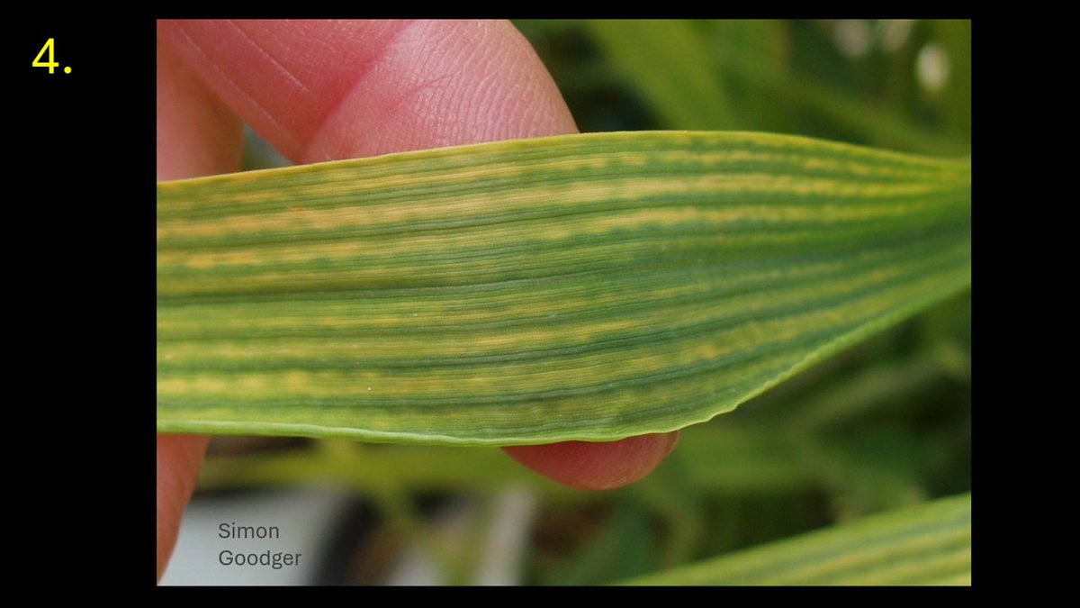 Simon Goodger (@goodgersimon) on Twitter photo Thanks to all taking part in this week’s ident. The answer is that only images show symptoms of Yellow Rust. Image 1=Brown Rust & 4=Magnesium deficiency. Congrats to the 62.6%.
<a href="/agronomytrainer/">Chris Tolley</a> <a href="/reglimagrain/">Ron Granger</a> <a href="/mrlancrop/">Jon Telfer</a> <a href="/ZiraatciRamazan/">RAMAZAN SEVİNÇ</a> <a href="/PasqualeDeVita2/">Pasquale De Vita</a> <a href="/angela_huckle/">Angela Huckle</a> <a href="/fenboy01/">luke palmer</a> Thanks to all taking part in this week’s ident. The answer is that only images show symptoms of Yellow Rust. Image 1=Brown Rust & 4=Magnesium deficiency. Congrats to the 62.6%.
<a href="/agronomytrainer/">Chris Tolley</a> <a href="/reglimagrain/">Ron Granger</a> <a href="/mrlancrop/">Jon Telfer</a> <a href="/ZiraatciRamazan/">RAMAZAN SEVİNÇ</a> <a href="/PasqualeDeVita2/">Pasquale De Vita</a> <a href="/angela_huckle/">Angela Huckle</a> <a href="/fenboy01/">luke palmer</a>
