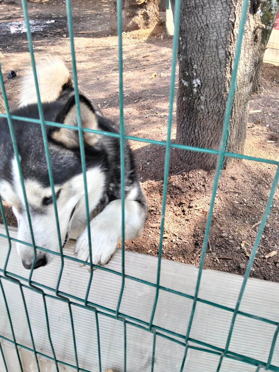 📢 Perrito perdido 📢
Este perrito se encuentra perdido en la #Condesa. 🐶

Ayúdennos a difundir para que llegue a su familia, que seguro lo está buscando.
Se encuentra ahora en el Parque México.