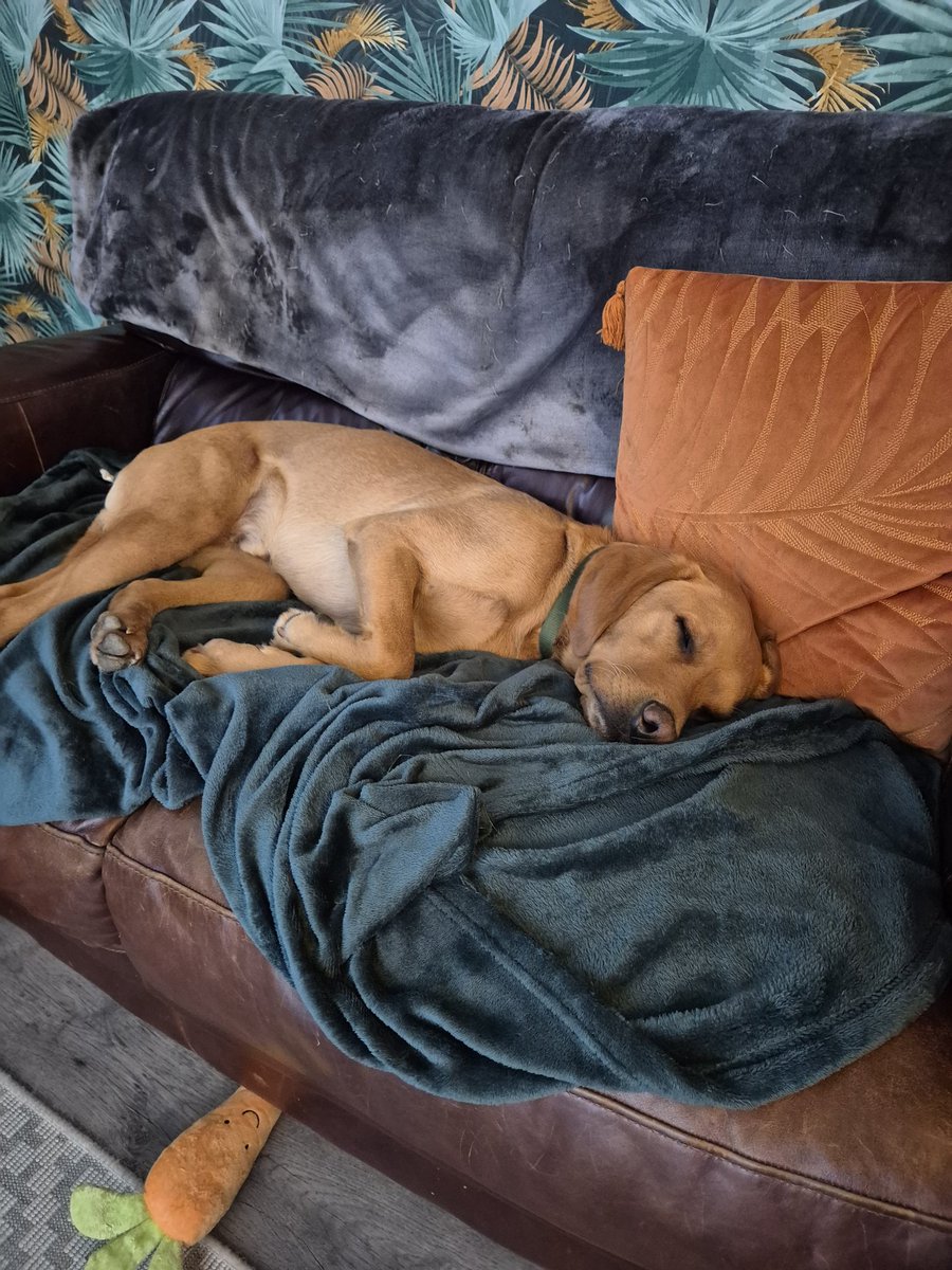 Olliemorr20171's tweet image. Mack's a tired boy #weekendwalks