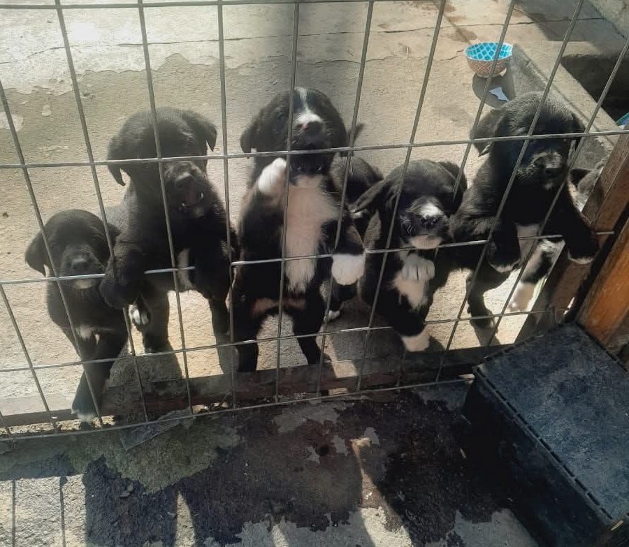 URGENTE! La mamá de estos bebés llegó a parir a una casa y no los pueden seguir manteniendo. Ella será esterilizada, pero ellos necesitan un hogar o los irán a "regalar" a la feria y pueden caer en malas manos. Si deseas adoptar, comunícate al +56979128668. Favor RT!
#Paine