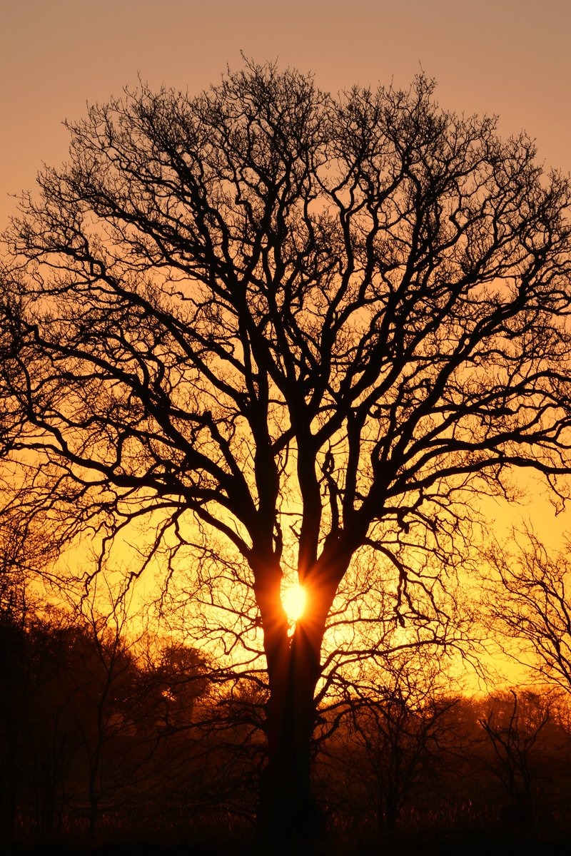 #MyWeeICUPhotoExhibition: William Hulbert Silhouetted tree