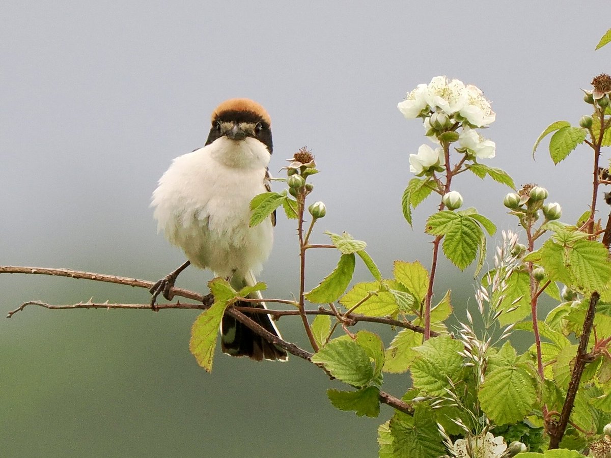 fred_fearn's tweet image. Back for more on the local Woodchat today. As an inland Cheshire birder it makes a nice change to have a rarity (of sorts) just minutes from the house. And who doesn’t love a shrike?