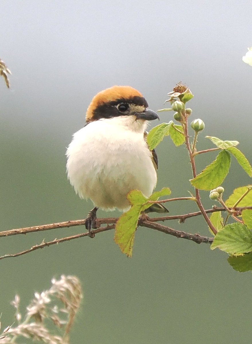 fred_fearn's tweet image. Back for more on the local Woodchat today. As an inland Cheshire birder it makes a nice change to have a rarity (of sorts) just minutes from the house. And who doesn’t love a shrike?