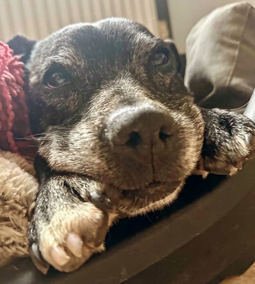 RPD2025STELLA's tweet photo. Do you think I look cute?  ❤️#dogsontwitter #dogs #aplacetolovedogs #staffie #staffielove #rescuedog #retiredpolicedog https://t.co/ckOFq7Wdrp
